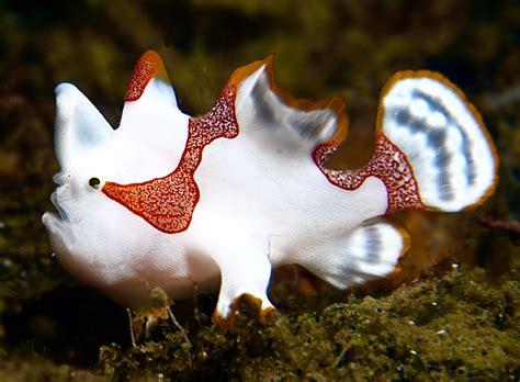 frog fish|Frog Fish swallowed some air! .